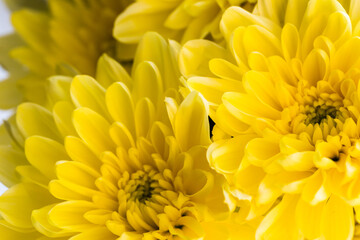 Flower background with amazing yellow chrysanthemums. Bouquet of gentle golden-daisy flowers.