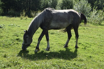 horses in the pasture, horses in the fresh air