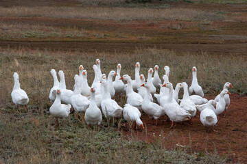 A flock of domestic or wild white geese on the autumn grass in the yard. Domestic bird. Bird breeding