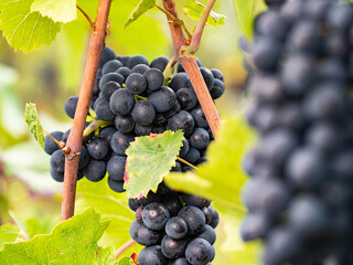 A ripe blue grape hangs on the vine between leaves at the Johannisberg Rheingau.