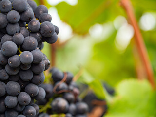 Blue grapes and the background with leaves in defocus.