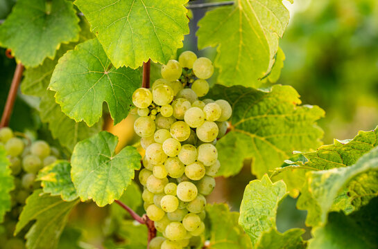 A ripe grape of Riesling hangs on the vine between leaves at the Johannisberg Rheingau.
