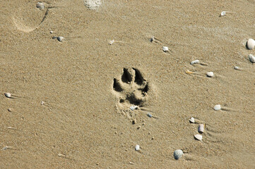 Pfotenabdruck eines Hundes im Sand