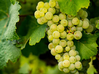 Close-up of ripe green Riesling wine grapes with leaves in the Rheingau. - obrazy, fototapety, plakaty