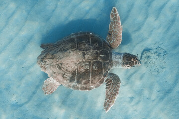 Adult Loggerhead turtle under water at Kefalonia Island (Greece)