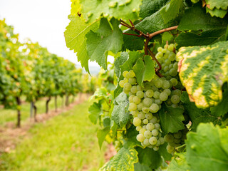 Hanging green grapes with grape vine in the background in the Rheingau area. - obrazy, fototapety, plakaty