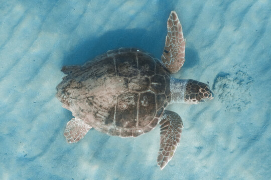 Adult Loggerhead Turtle Under Water At Kefalonia Island (Greece)