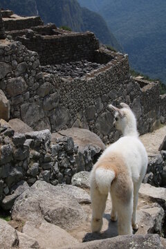Baby Alpaca on a cliff