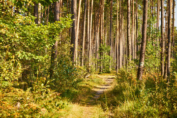 Fototapeta premium sunny summer-autumn path, forest path, road, forest, trees,path, forest path