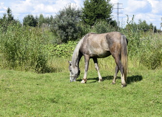 Obraz na płótnie Canvas horse in the meadow