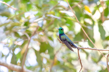 Hummingbird in South America - Paraguay, Guiara