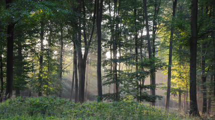 Nebel im Wald mit aufgehender Sonne