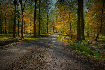 Waldweg mit bunten Farben Blätter