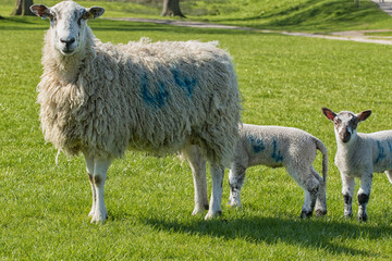 Tall Ewe with a curly wool coat stood in a green meadow with two young Lambs.