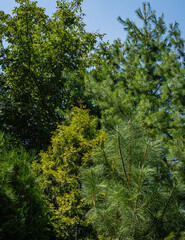 Evergreen landscaped garden with golden western thujas, White pine Pinus strobus, common pines and Platycladus orientalis also known as Chinese thuja or Oriental arborvitae) against blue sky.