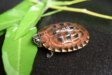 Close up view  of young snail-eating turtle 