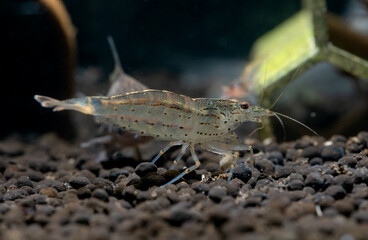 Yamato dwarf shrimp stay on aquatic soil and look for food in fresh water aquarium tank.;