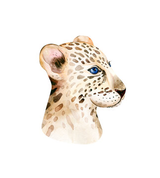 Africa watercolor savanna leopard, animal illustration. African Safari wild cat cute exotic animals face portrait character. Isolated on white poster, invitation design