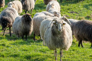 Sheep in a meadow in Germany