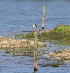 Peregrine falcon sitting on a wooden post scouting the area looking for prey at Blashford Lakes Nature Reserve, Ringwood, Hampshire, England