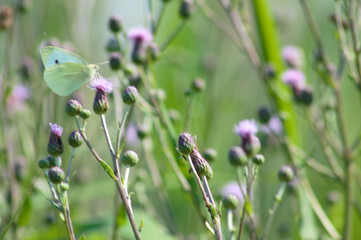 White butterfly on creeping thistle in bloom closeup view selective focus on foreground