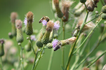 Bee on creeping thistle in bloom closeup view with blurred background