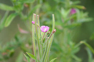 Hairy willowherb in bloom closeup view with blurry background