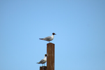 Black headed gull staying on wooden pole with blue sky behind