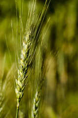 Fototapeta premium ear of wheat in field