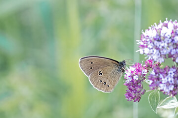 ringlet butterfly schmetterling feeding on a purple colored flower