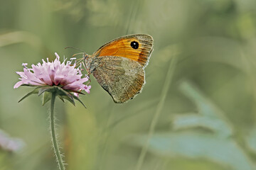 Small heath perching on a pink flowering plant