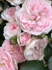 pink roses bouquet
