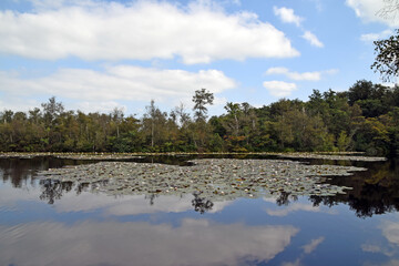 
pond with water lilies and reflections of the clouds in the still water at Lusthof de Haeck in Woerdense Verlaat