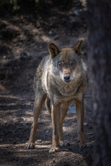 Obraz premium lobo ibérico en su entorno natural