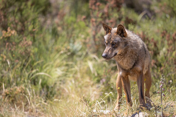 Obraz premium lobo ibérico en su entorno natural