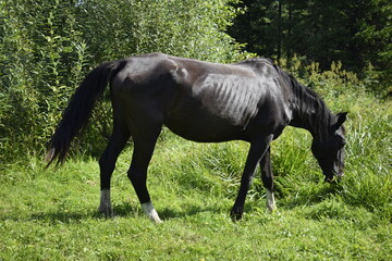 horse on the meadow