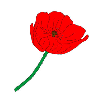Vector illustration of one red Common poppy flower isolated on a white background