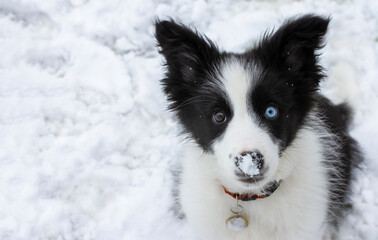 Cute border collie puppy in winter with snow on its nose -  brown and blue eyes