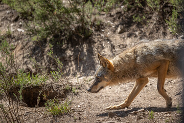 lobo ibérico en su entorno natural