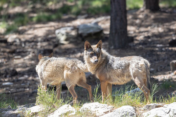 lobo ibérico en su entorno natural