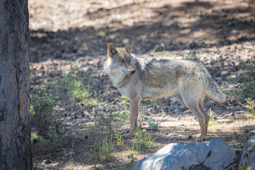 Fototapeta premium lobo ibérico en su entorno natural
