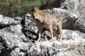 lobo ibérico en su entorno natural