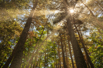 Forest, sun reflections among the branches.