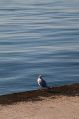 Seagulls on the shore. Selective focus.