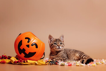 Halloween pumpkin jack-o-lantern and a kitten lying on candy