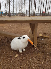 white rabbit on the ground