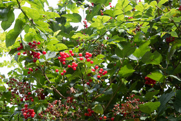 WILD RED CURRENTS GROWING AMONGST GREEN FOLIAGE LATE SUMMER CLEAR SKY BACKGROUND 