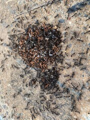 ants on a ground and carrying eggs another place with team work