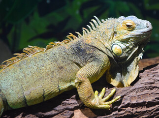 close up of a green iguana reptile

