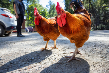 Male Rooster in a parking lot. Ruckle Provincial Park, Salt Spring Island, British Columbia, Canada.